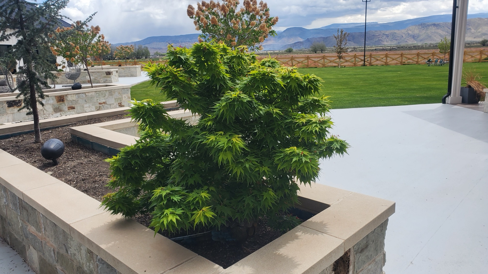 Native Utah tree and shrub installation
